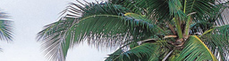 www.traveljungle.co.uk